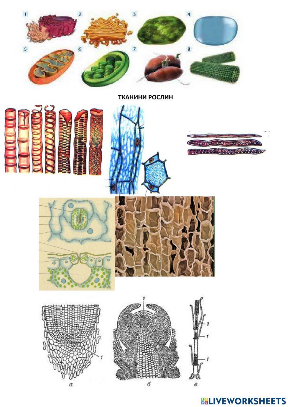 Клітина і тканини рослин. Вегетативні органи