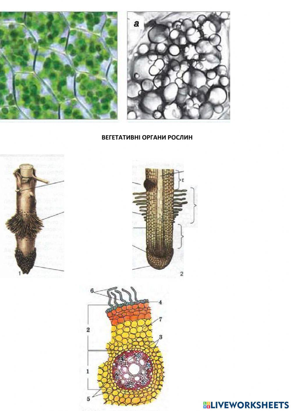 Клітина і тканини рослин. Вегетативні органи