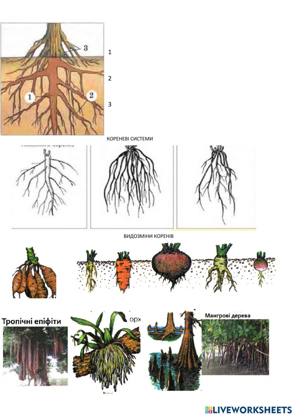 Клітина і тканини рослин. Вегетативні органи