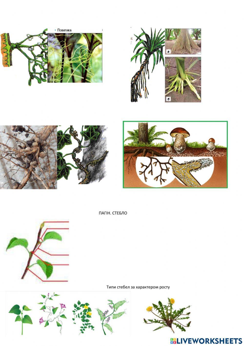 Клітина і тканини рослин. Вегетативні органи