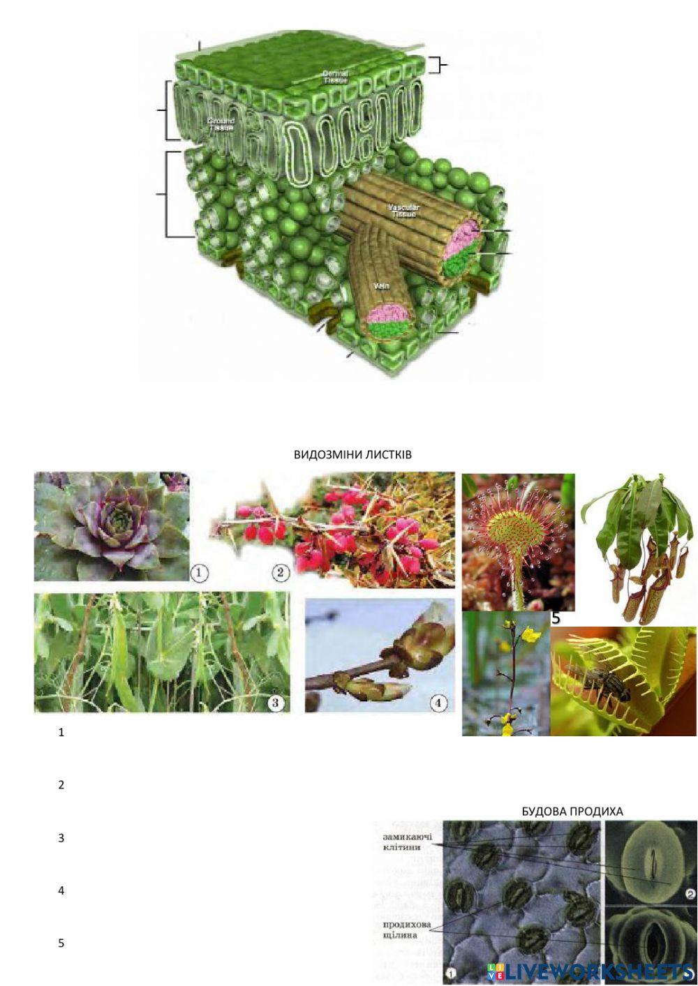 Клітина і тканини рослин. Вегетативні органи