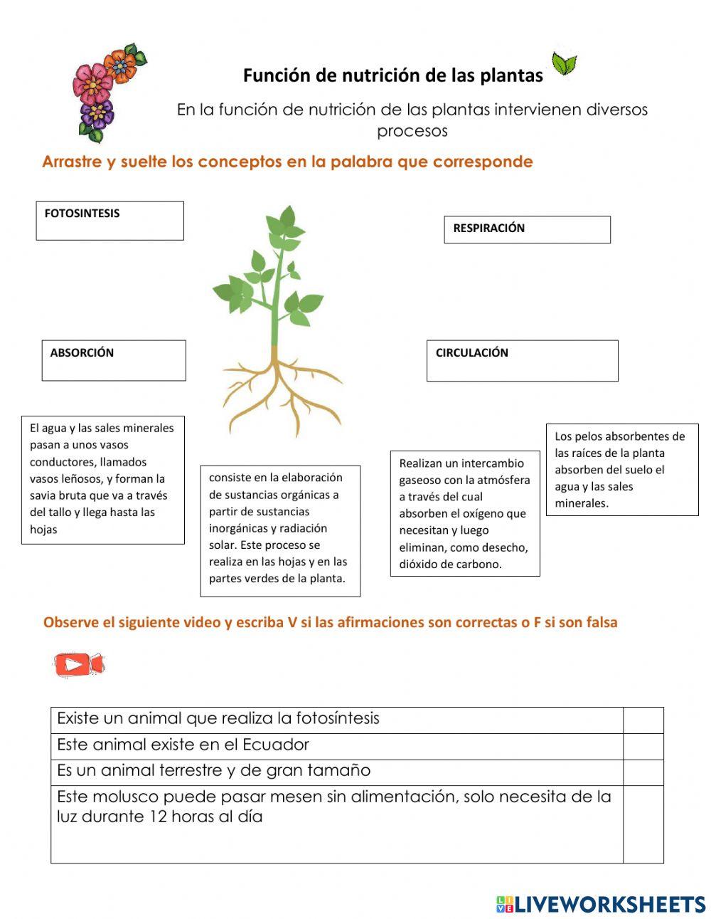 Funciíon de nutrición de las plantas