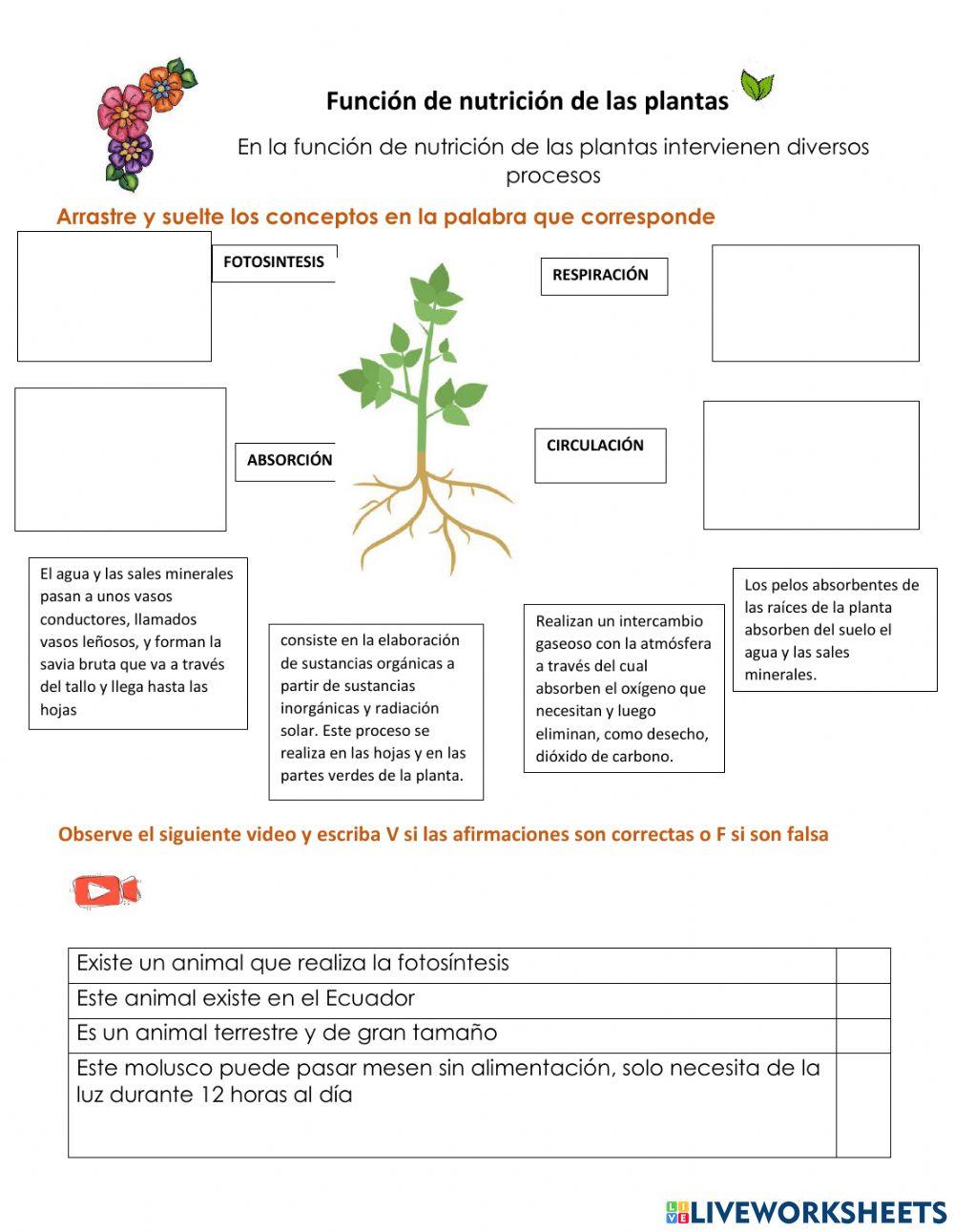 Funciíon de nutrición de las plantas