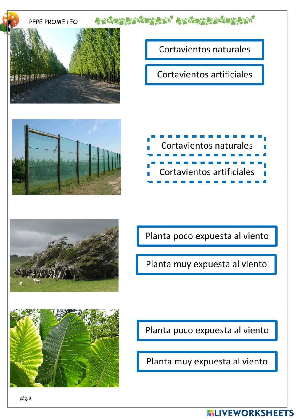 Viento en las plantas