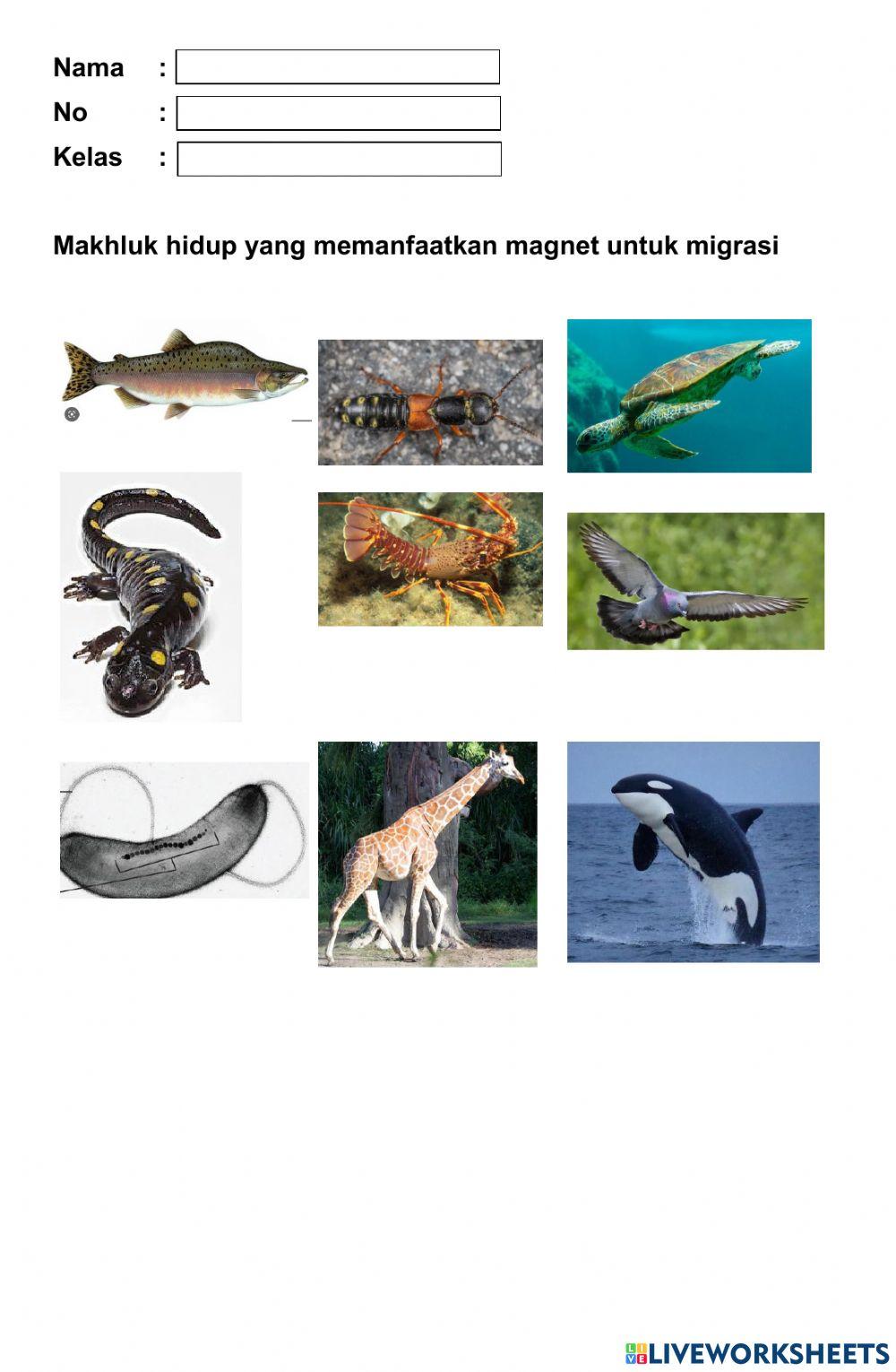 Ulangan ipa kelas 9 magnet