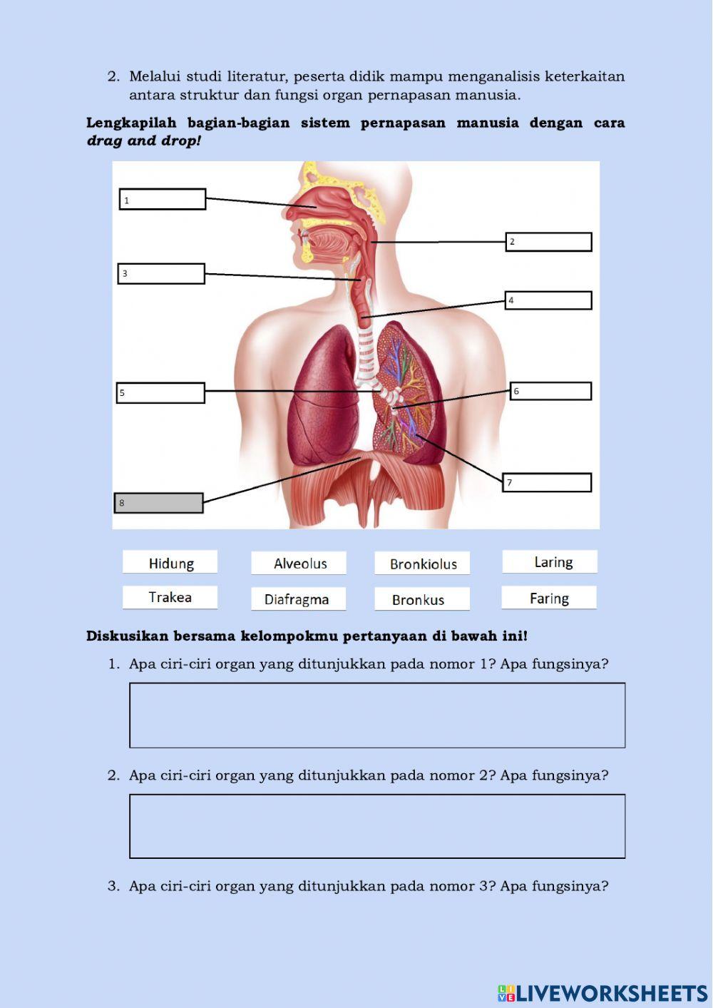 LKPD Organ Pernapasan