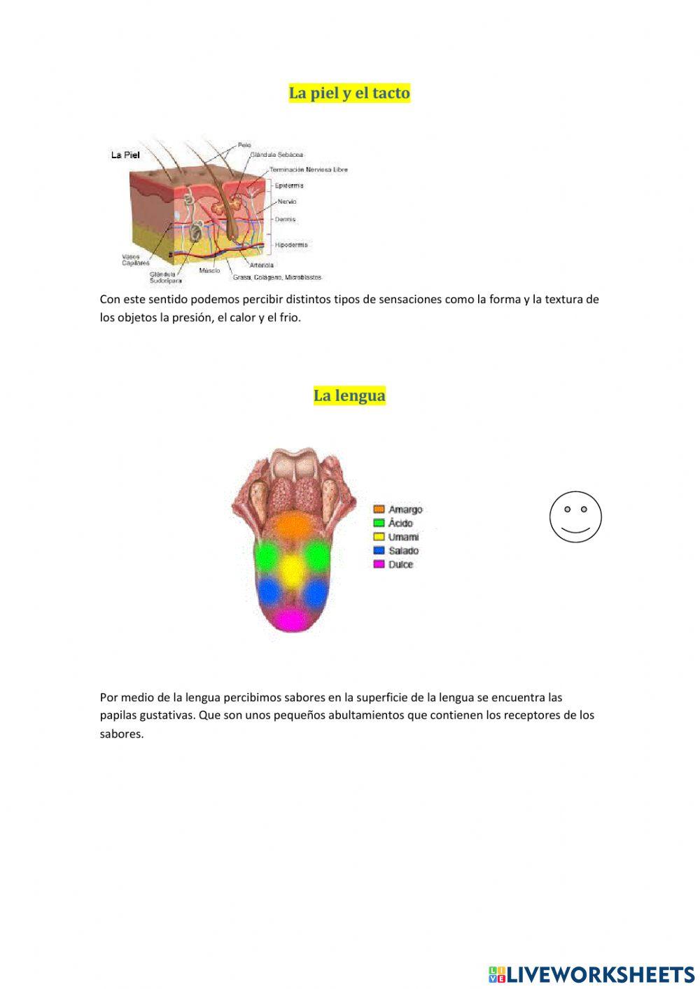 Los organos de los sentidos