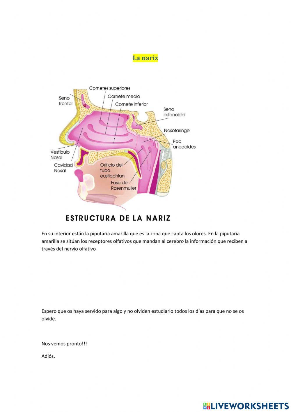 Los organos de los sentidos