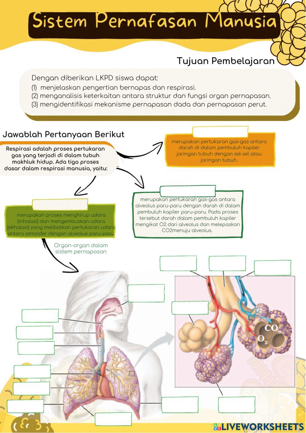Struktur Organ & Mekanisme Pernapasan