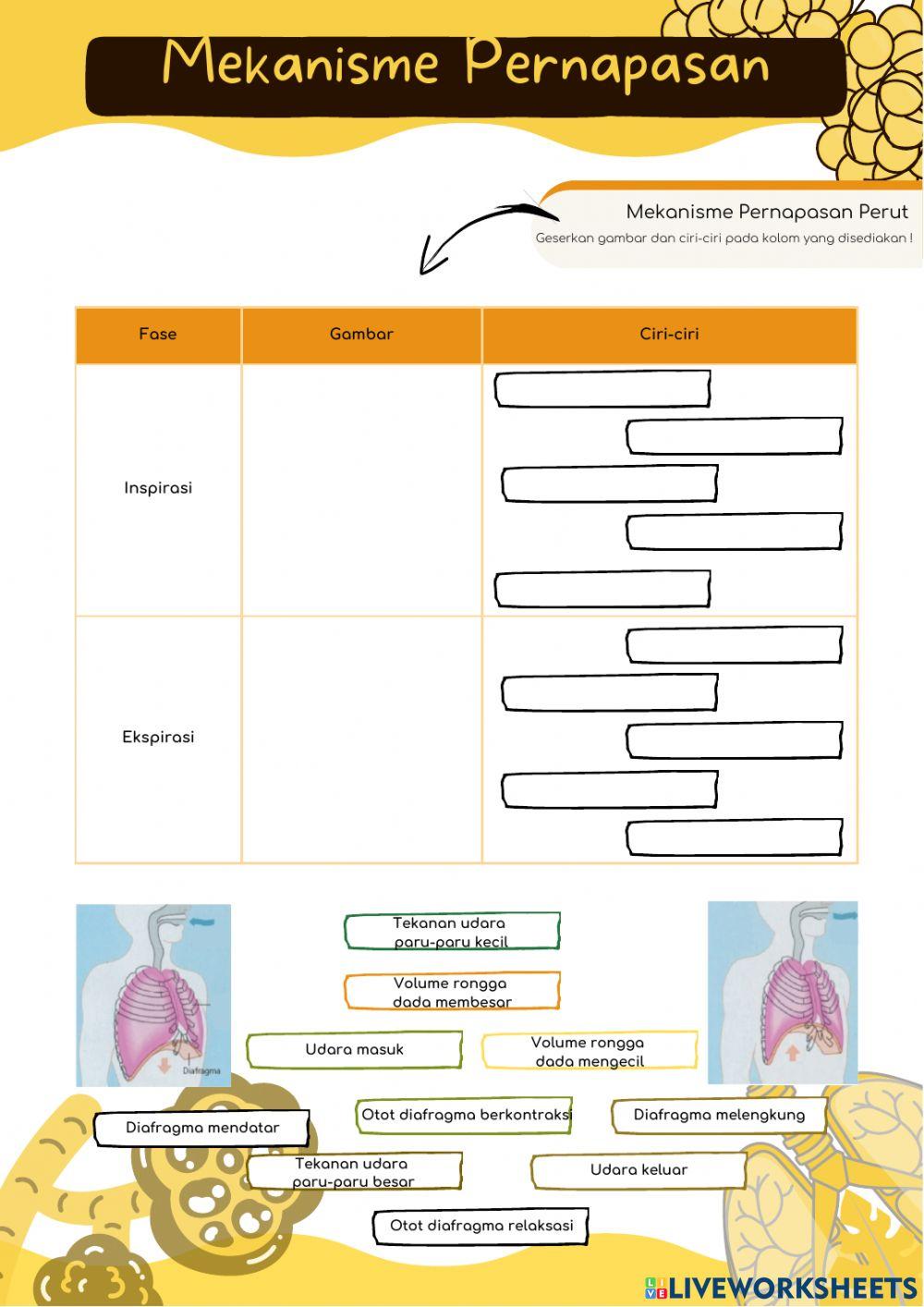Struktur Organ & Mekanisme Pernapasan