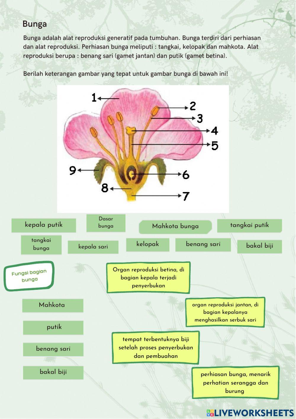 Work book plant part1