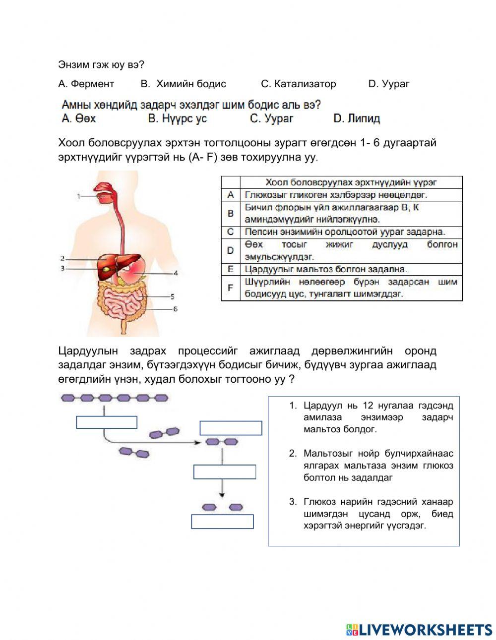 Энзимийн үүрэг ба хоол боловсролт worksheet | Live Worksheets