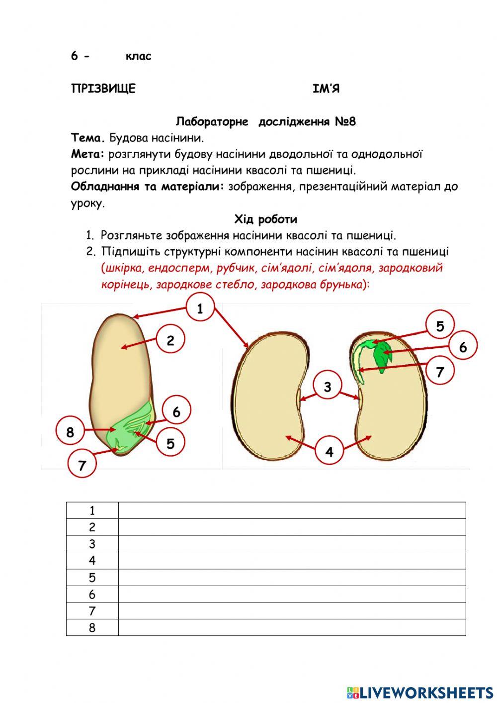 2288763 | Лабораторне дослідження. Будова насінини