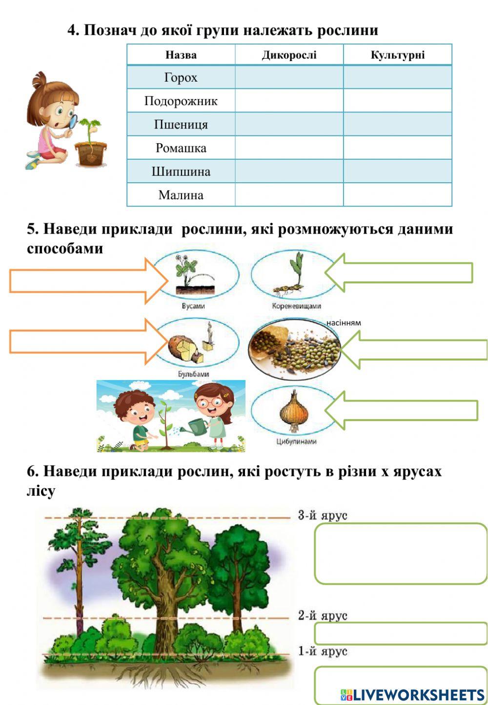 Діагностувальна робота Рослини