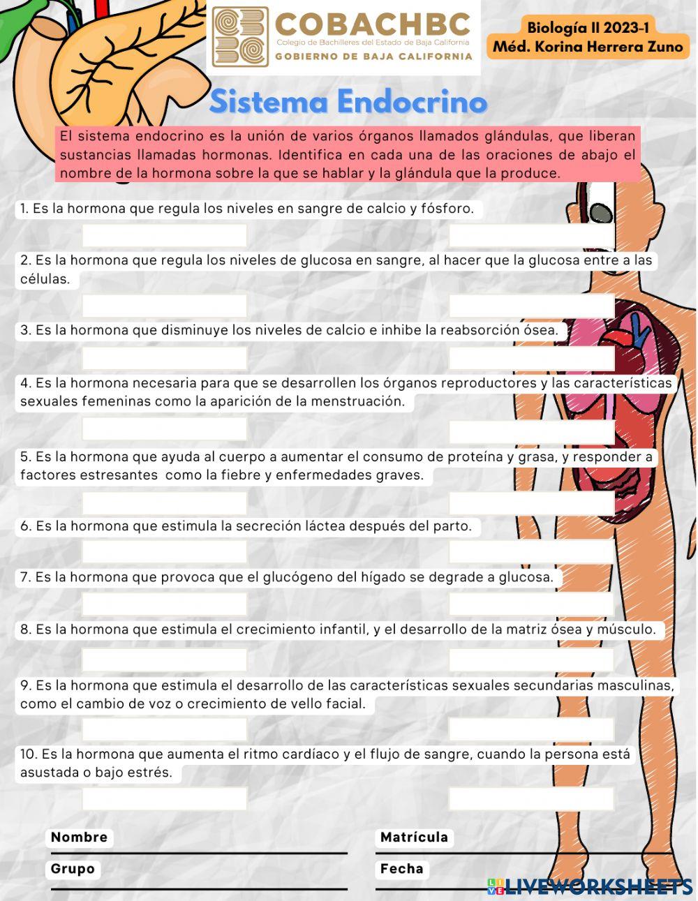 Sistema Endocrino