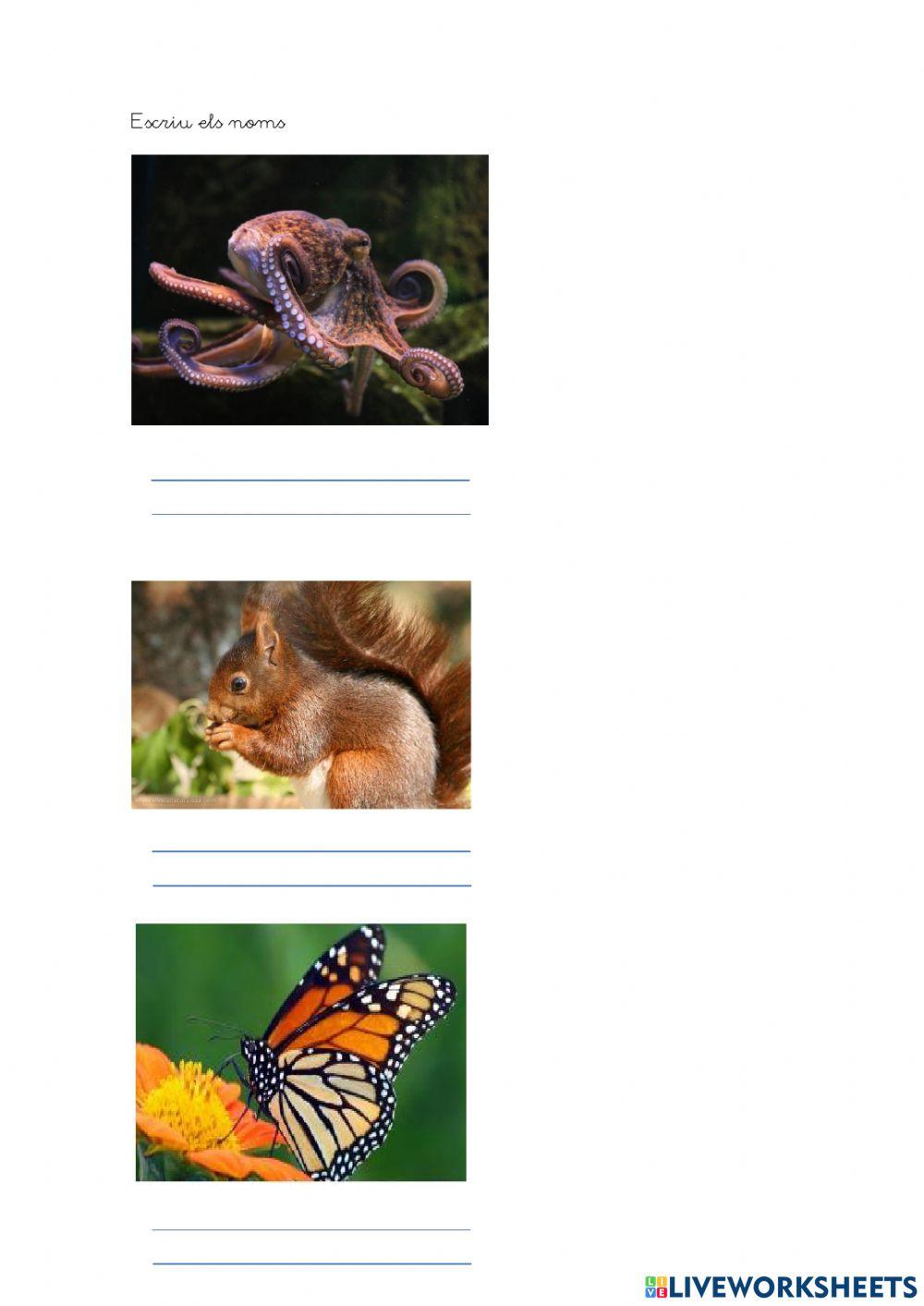 Repàs vocabulari animals