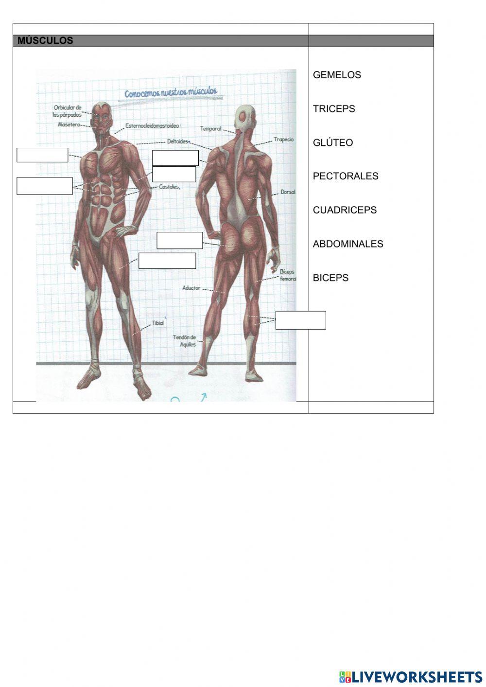 Las funciones vitales del ser humano
