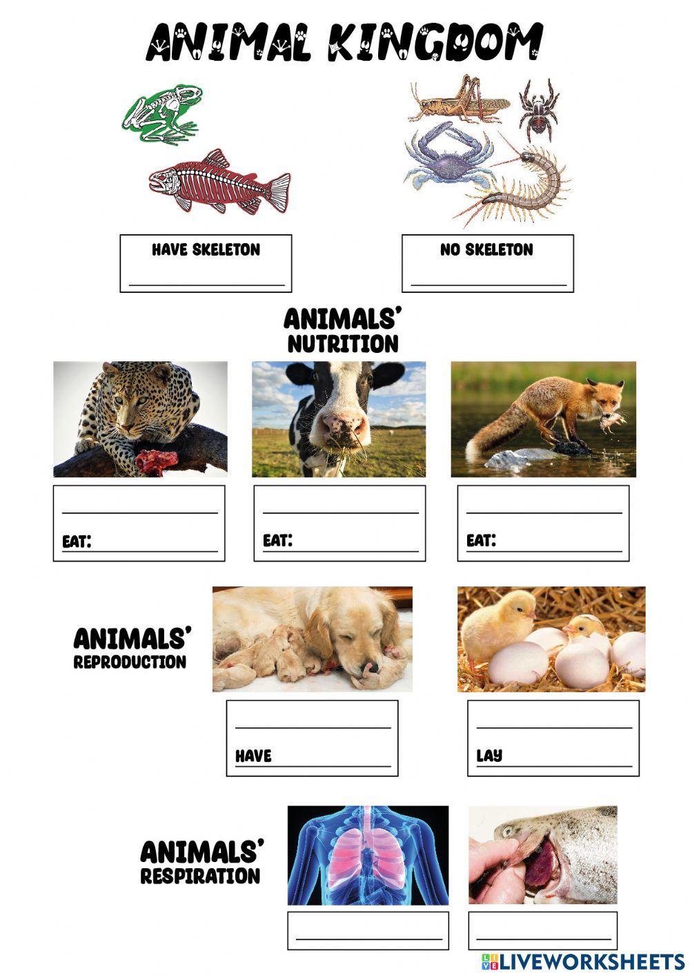 Animal kingdom free exercise Live Worksheets