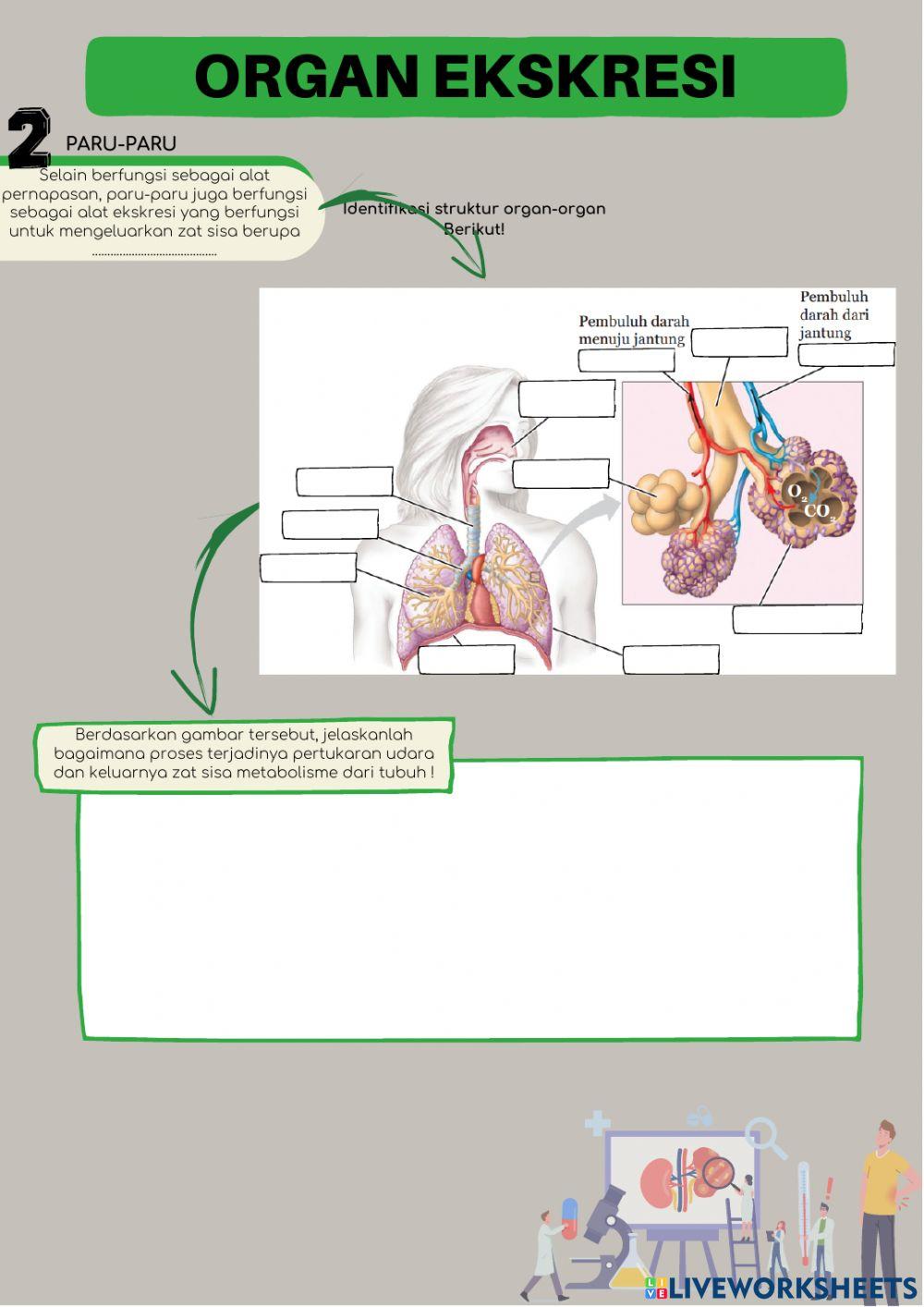 Organ Ekskresi (Kulit, Paru-paru & Hati)