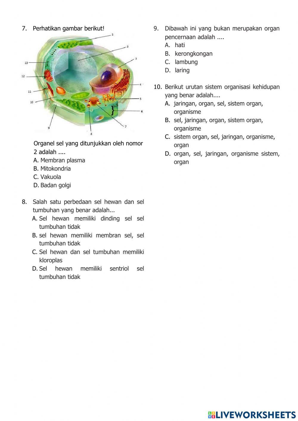 Sistem Organisasi Kehidupan