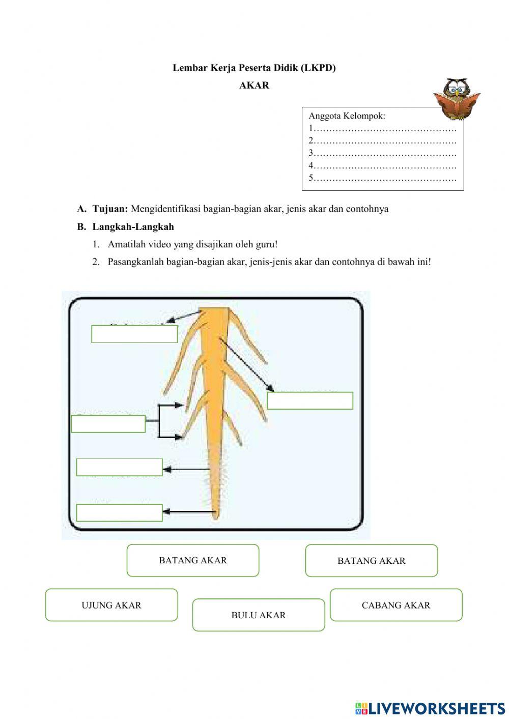 Lembar kerja peserta didik akar