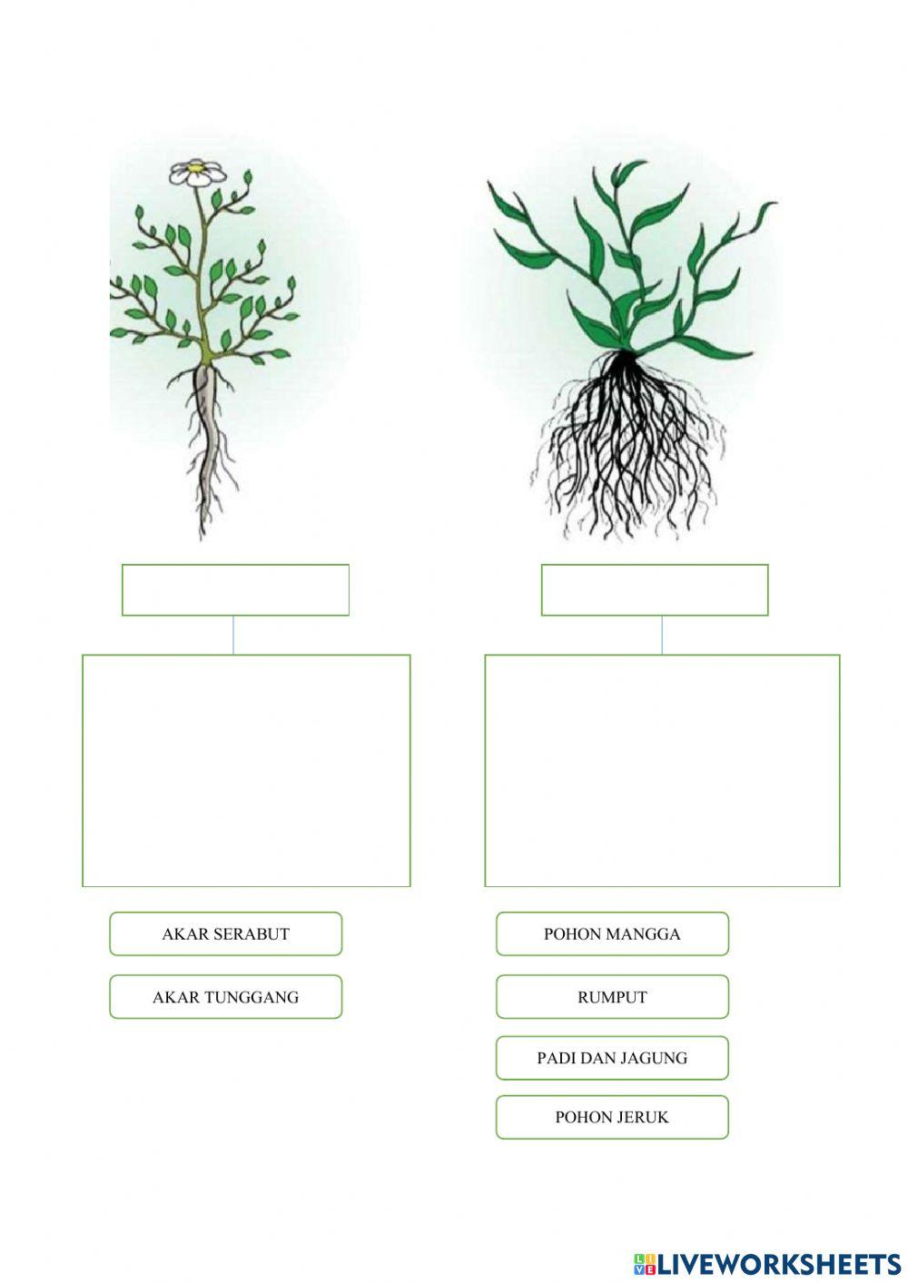 Lembar kerja peserta didik akar