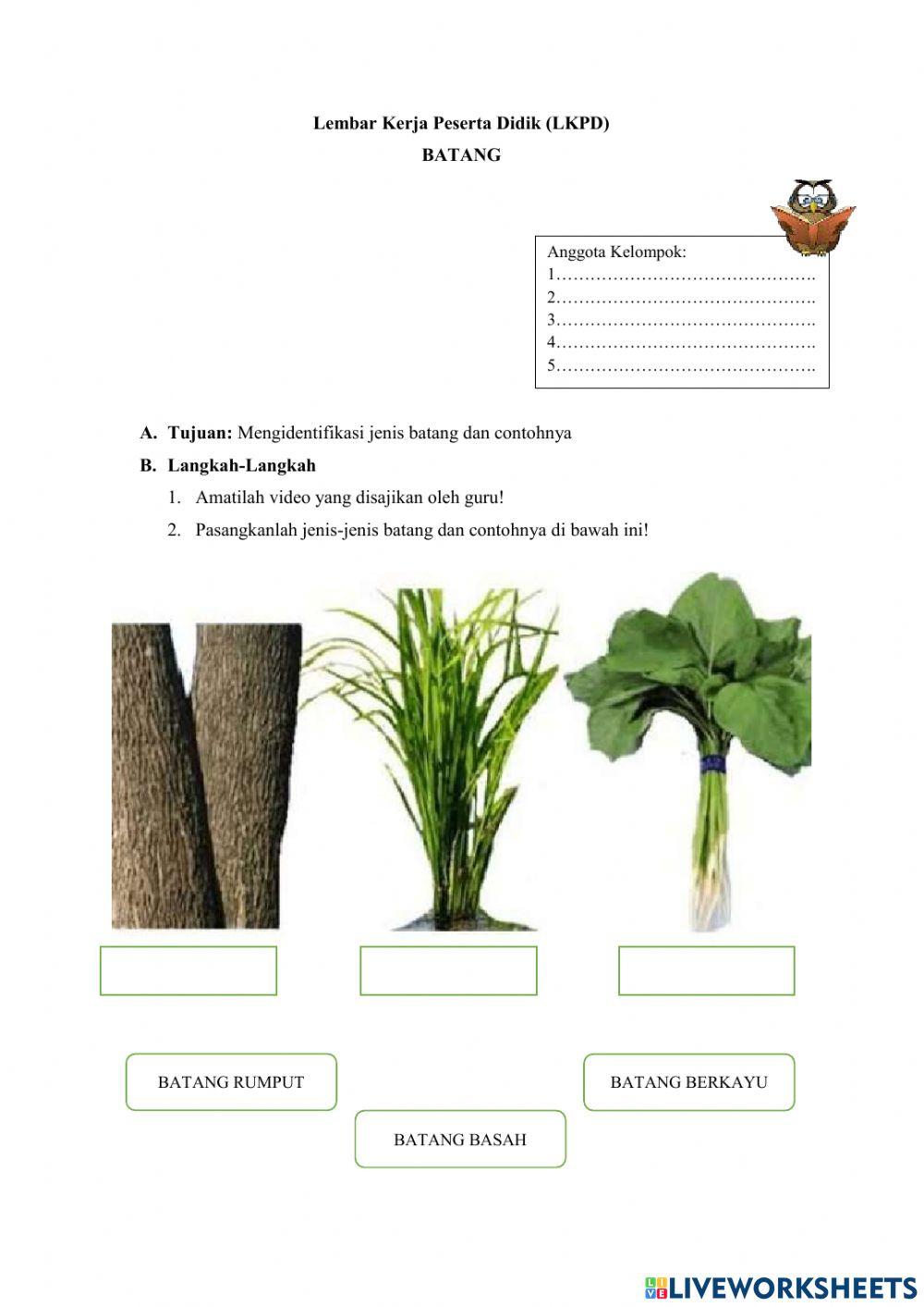 Lembar kerja peserta didik batang