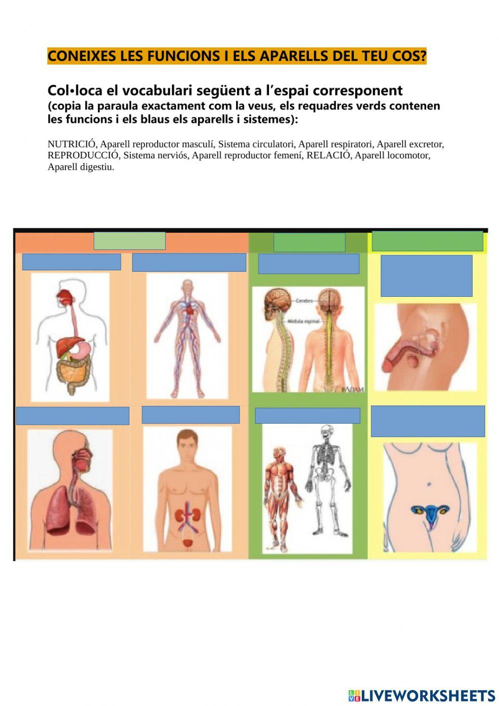 Funcions, aparells i sistemes