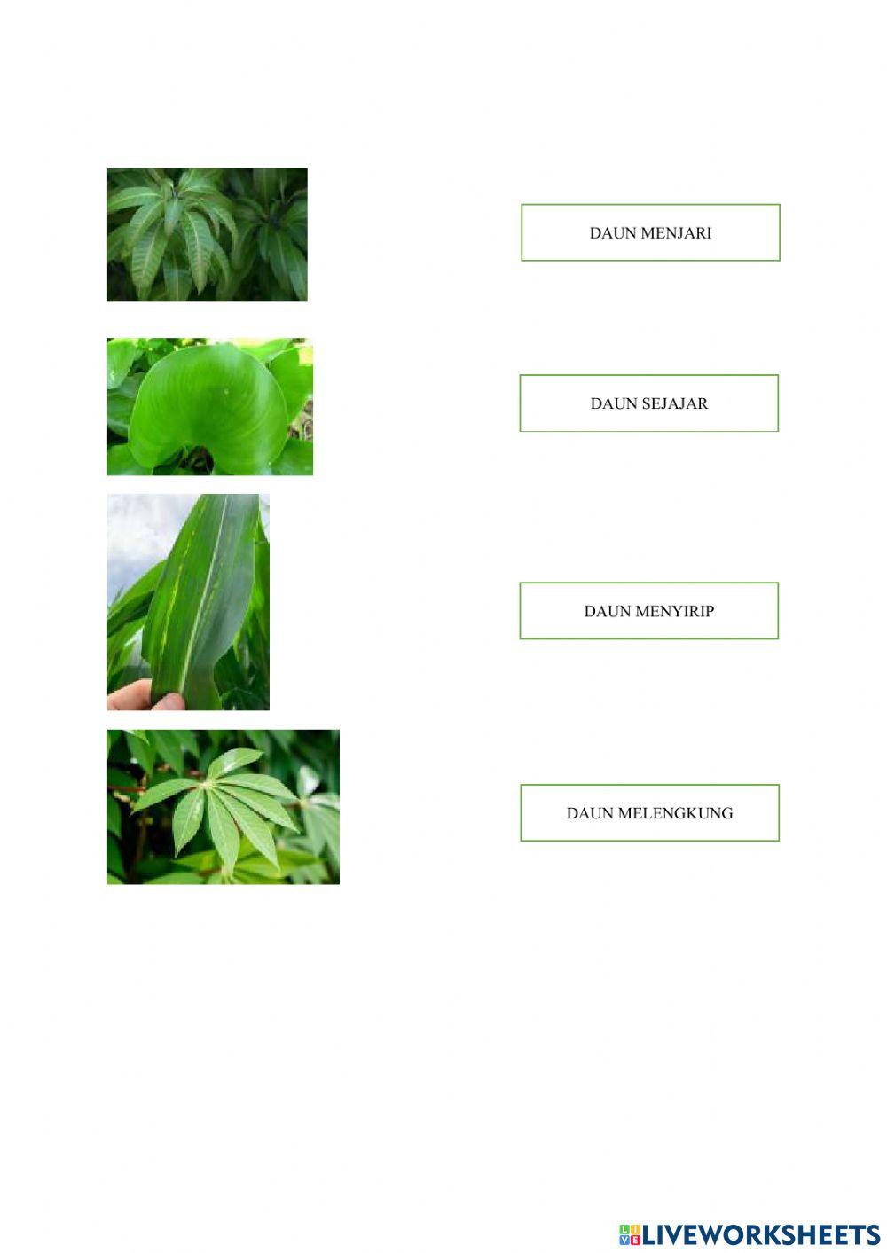 Lembar kerja peserta didik daun