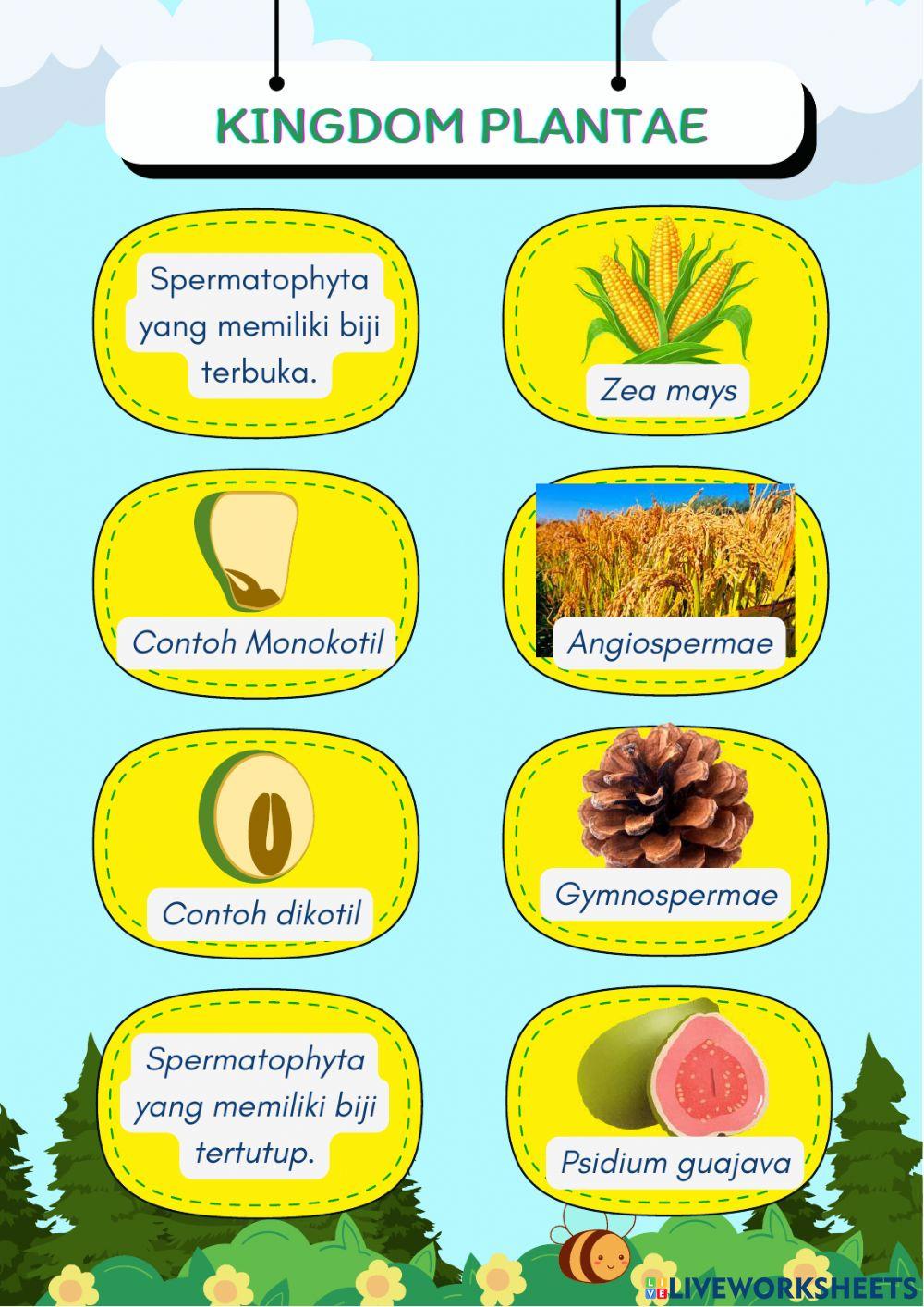 Kingdom Plantae dan Kingdom Animalia
