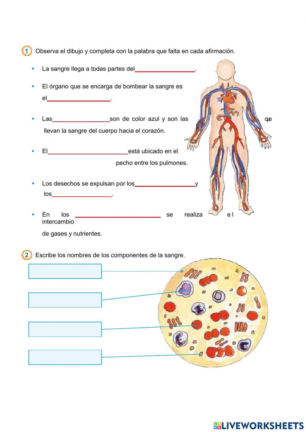 Sistema Circulatorio