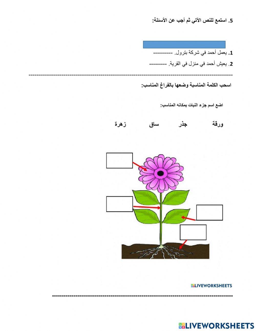 ورقة تدريبية