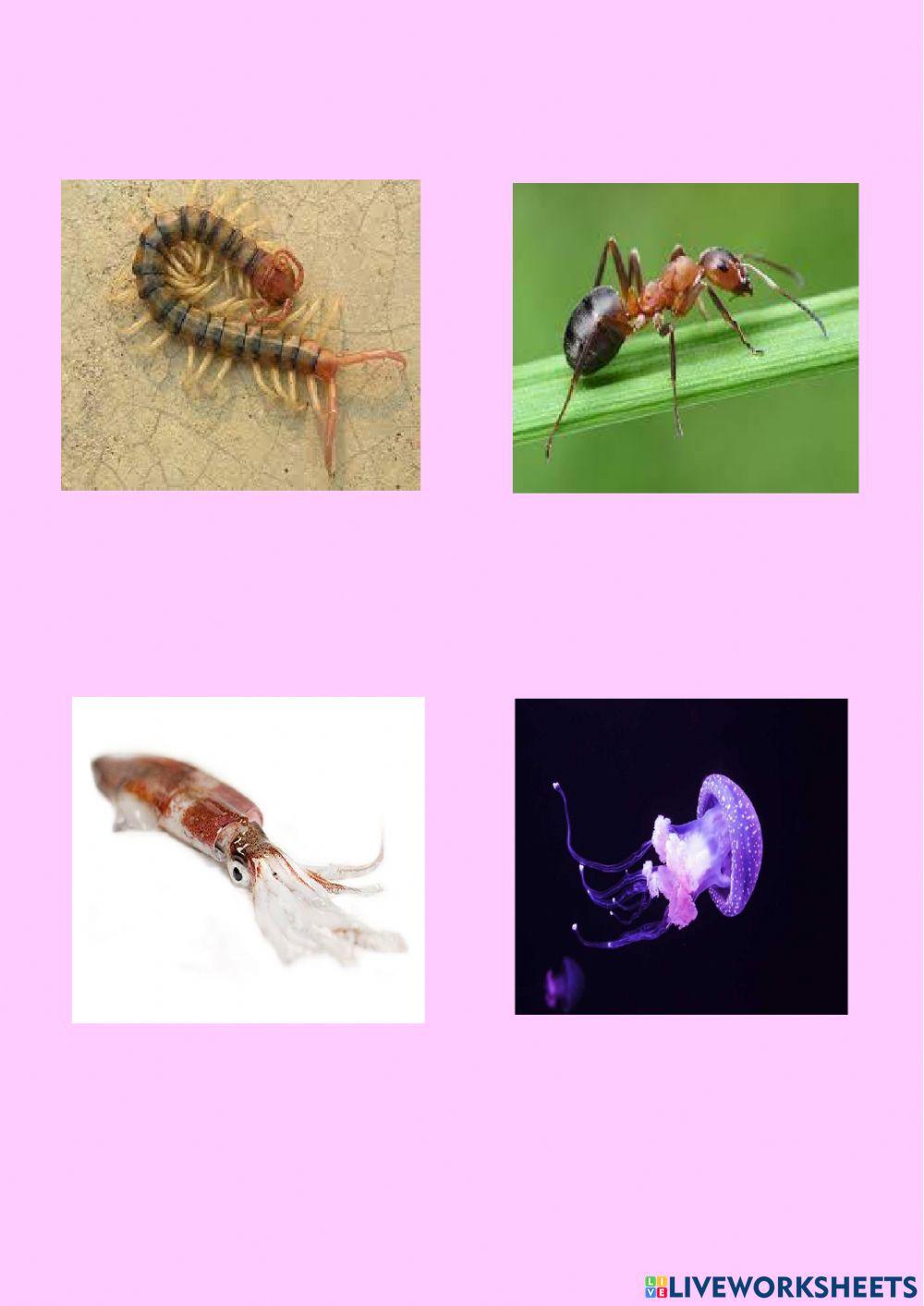 Animals invertebrats