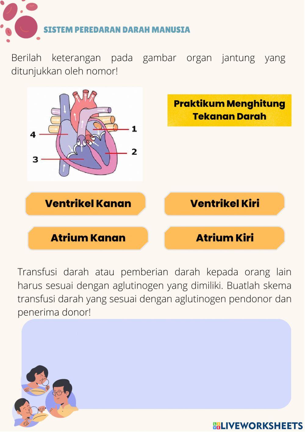 LKPD Sistem peredaran darah