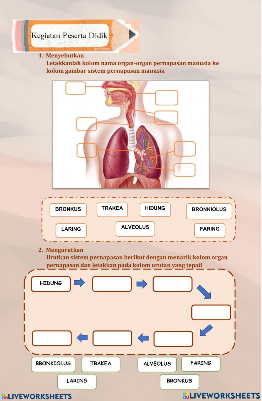 Sistem pernafasan