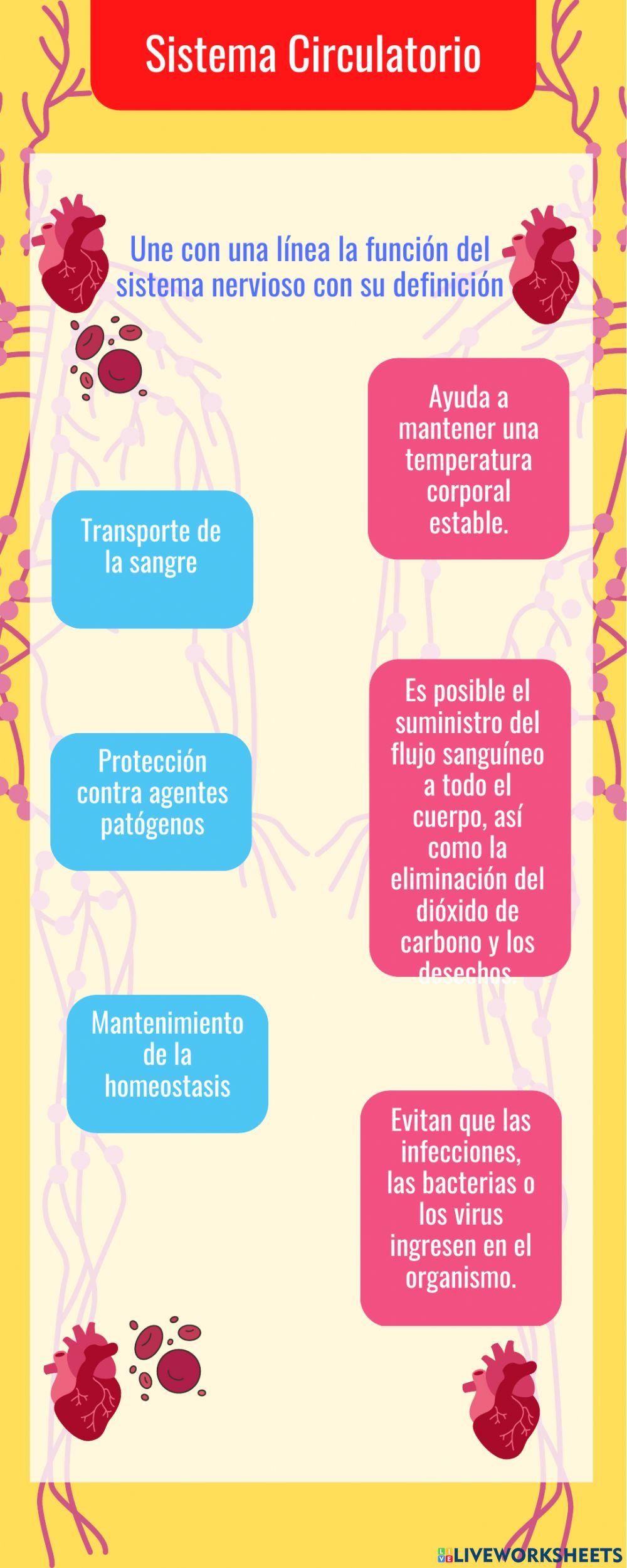 Sistema circulatorio