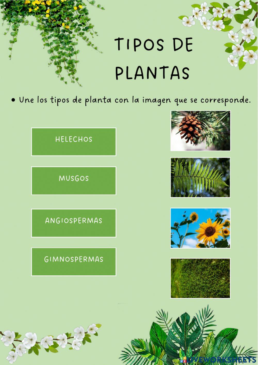 Tipos de plantas
