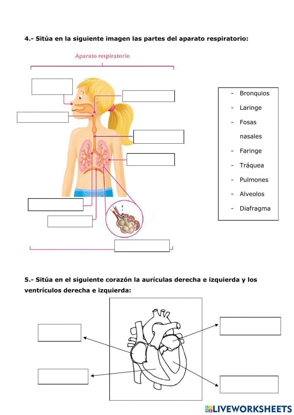 Función de nutrición