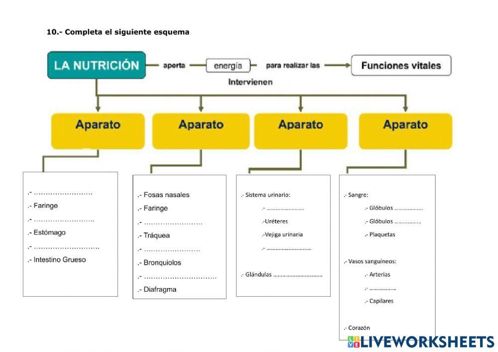 Esquemq función de nutrición