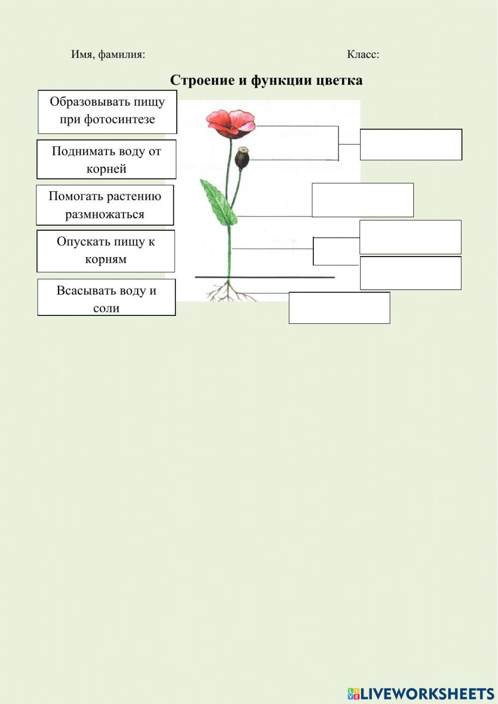 Задание 2. Окружающий мир
