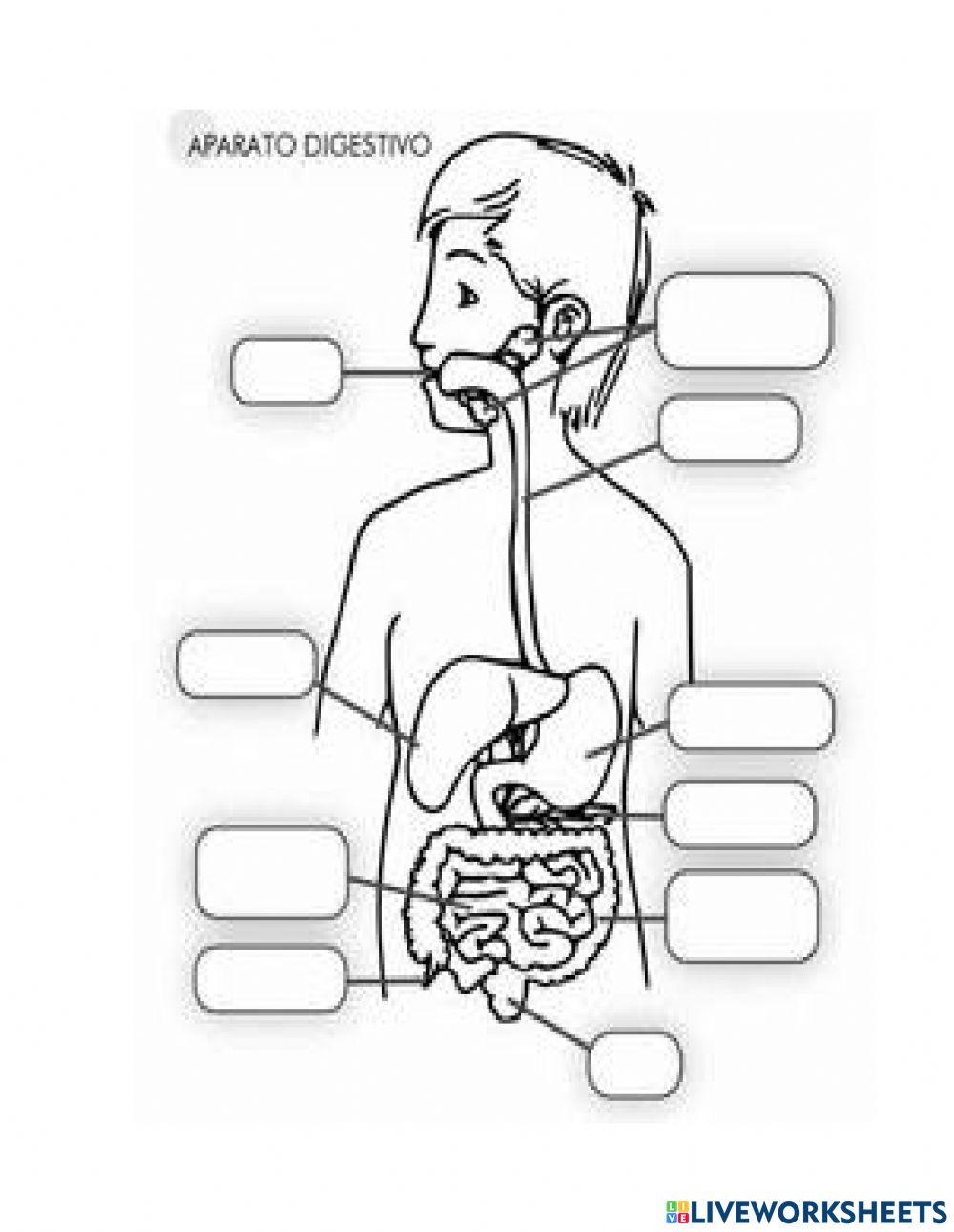 El Sistema Digestivo