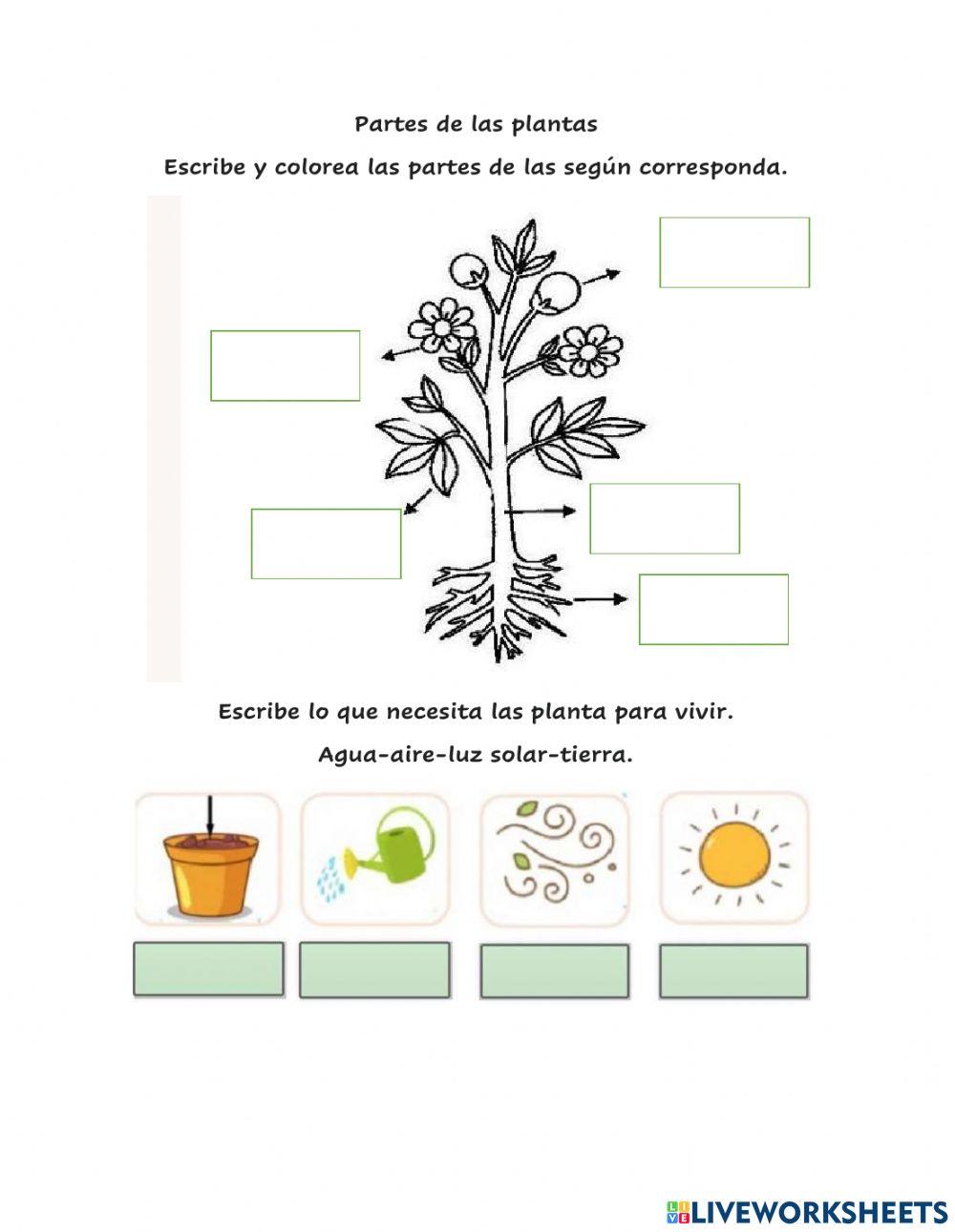 Las plantas y sus partes