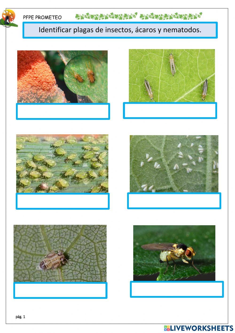 Identificar plagas