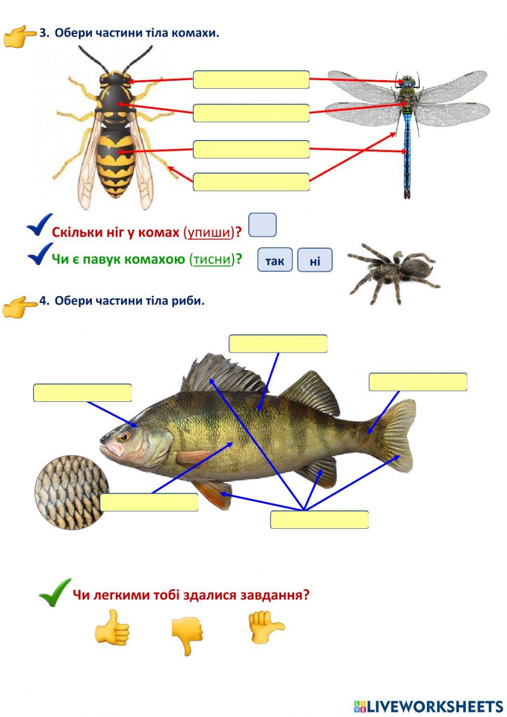ЯДС, 1 клас. Об'єкти живої природи. Будова тіла.