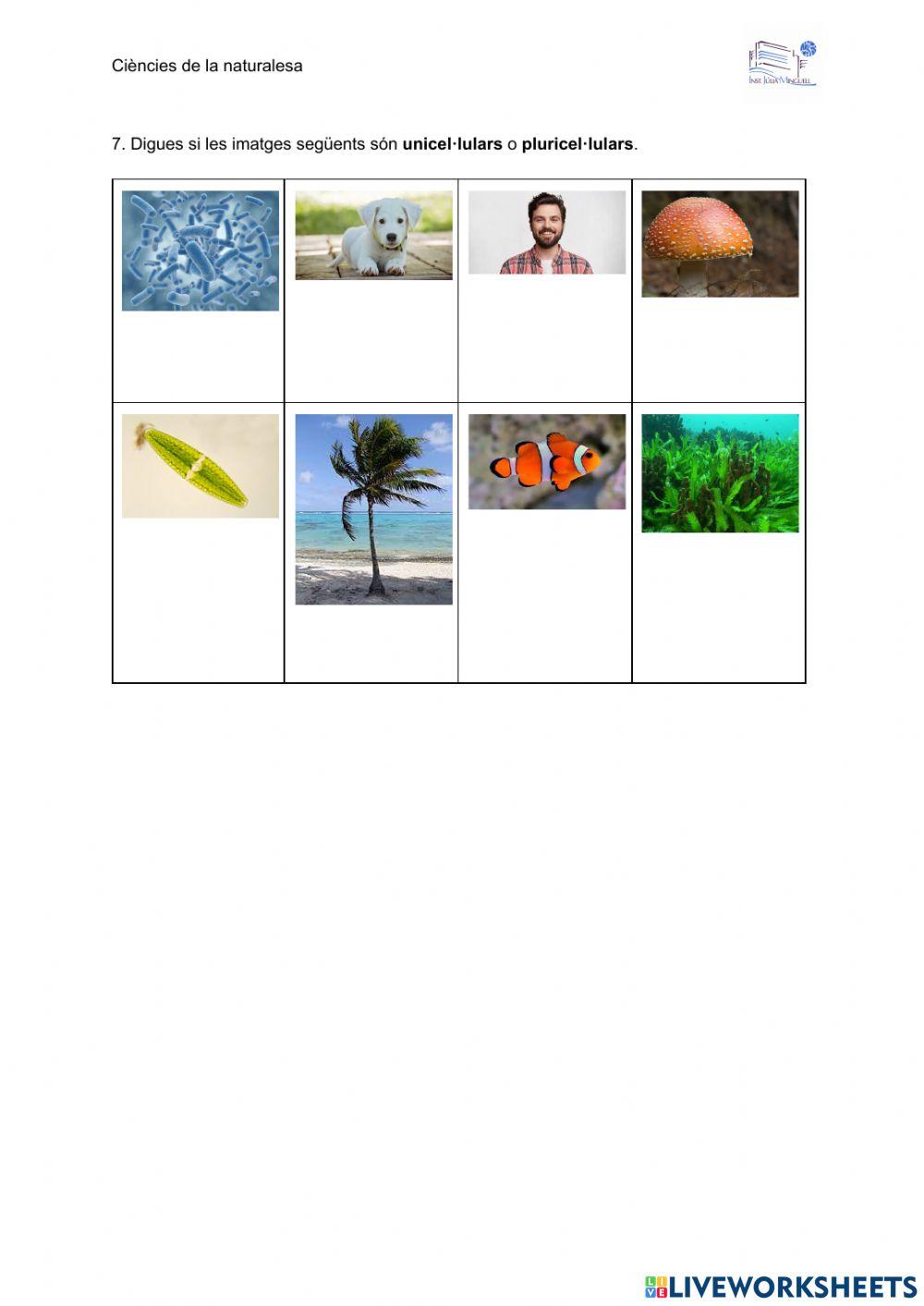 Cèl·lula-orgànuls