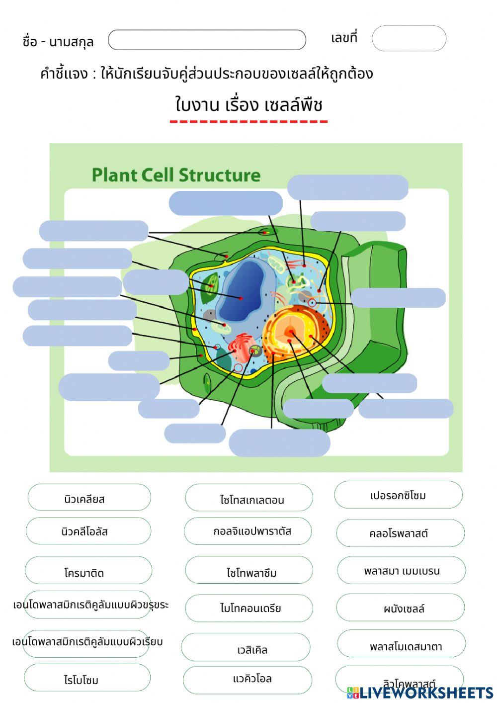 ใบงานเรื่องเซลล์พืชและเซลล์สัตว์