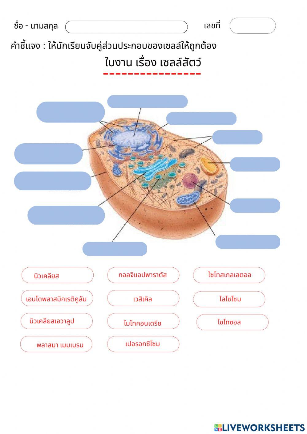 ใบงานเรื่องเซลล์พืชและเซลล์สัตว์