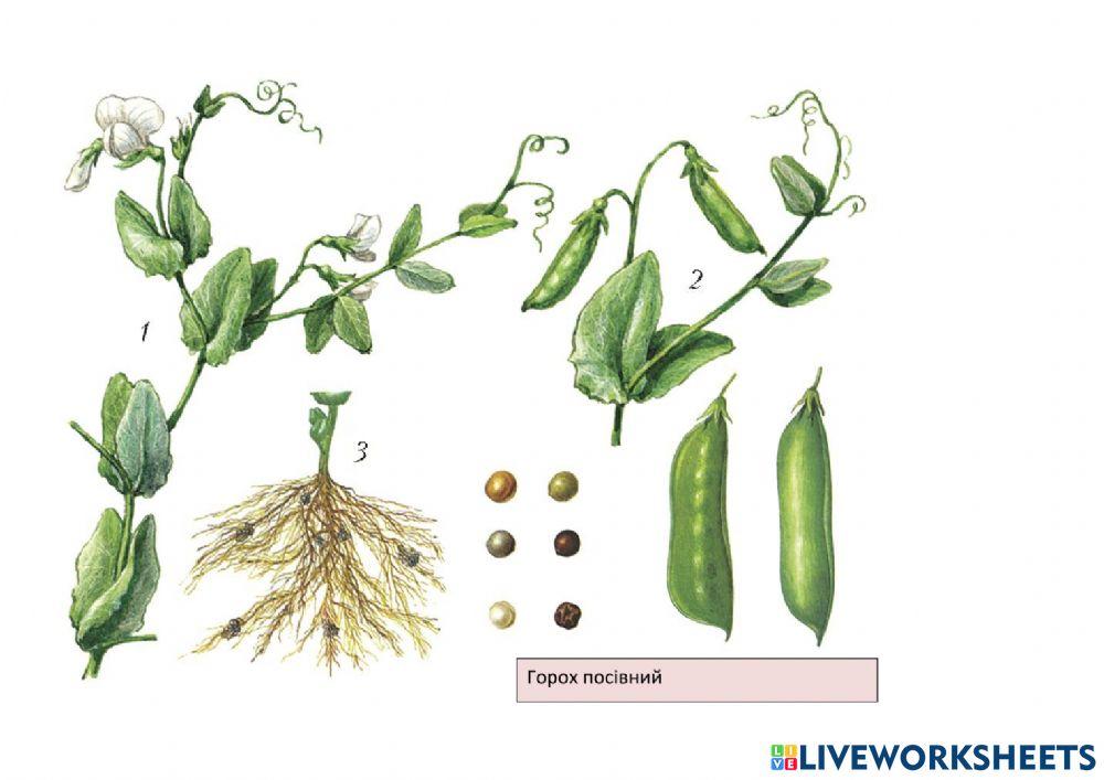 Практична робота №3