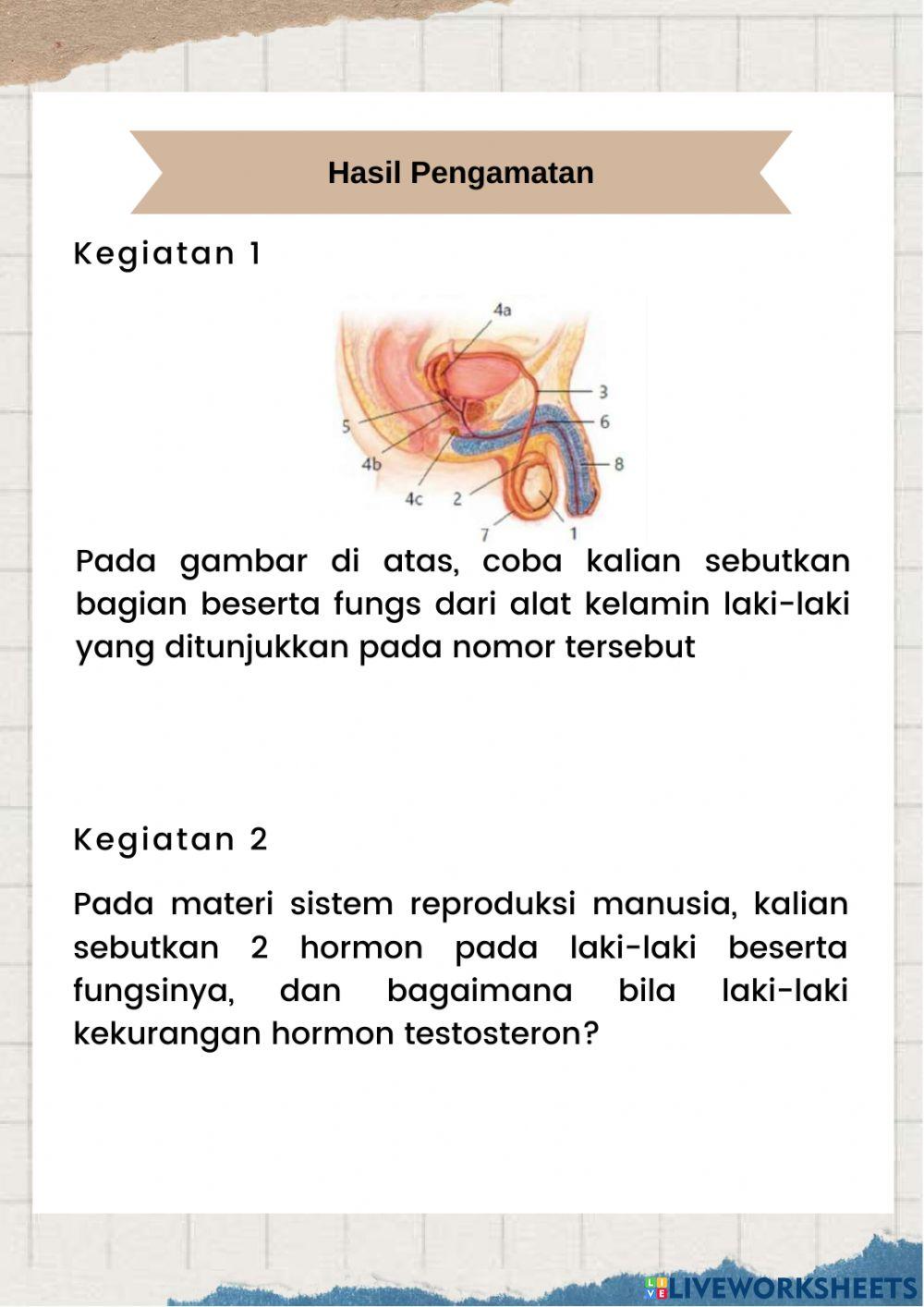 Sistem Reproduksi Manusia