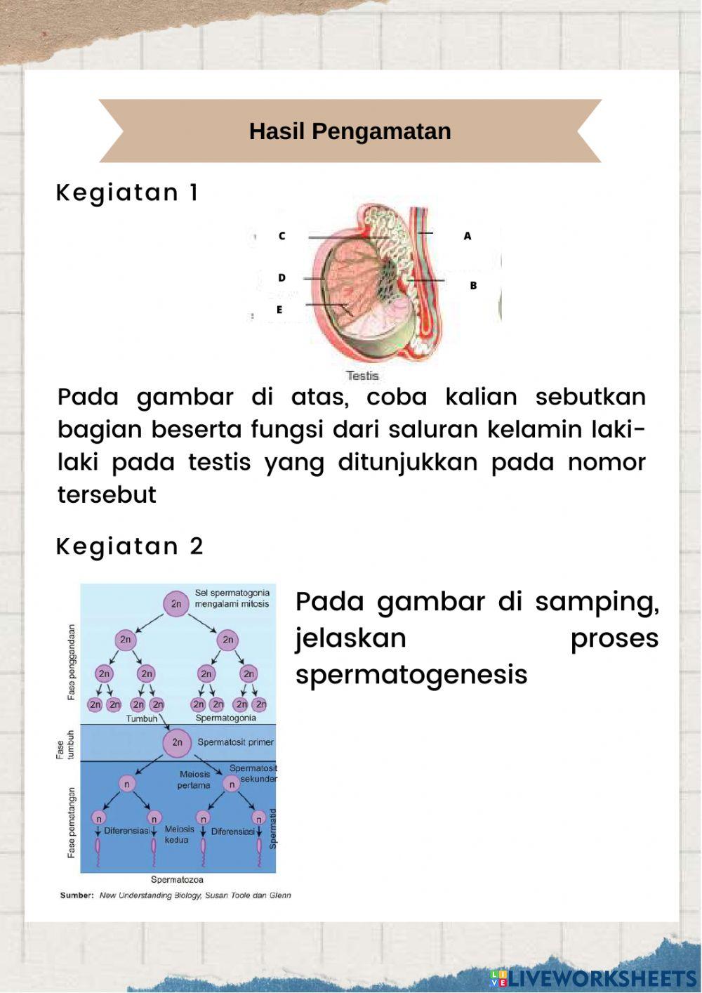 Sistem Reproduksi Manusia